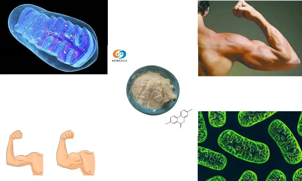 How does Urolithin A promote muscle protein synthesis?